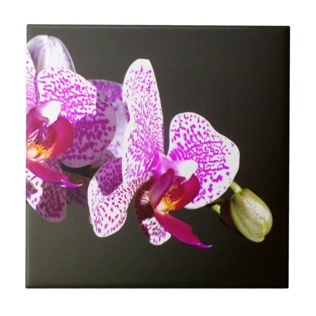 Elegant pink tropical floral flowers orchids  ceramic tile (Front)