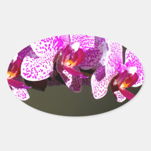 Elegant pink tropical floral flowers orchids  oval sticker