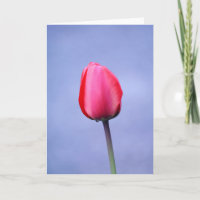 Elegant Pink Tulip Lavender Background Blank