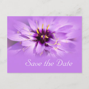 Elegant, pretty purple daisy flower  save the date announcement postcard