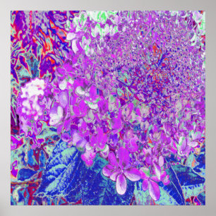 Elegant Purple and Blue Limelight Hydrangea Poster