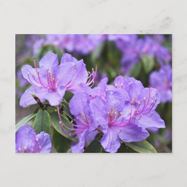 elegant purple  azalea flowers，  杜 鹃 花 postcard (Front)