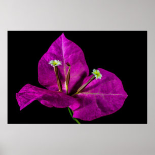 Elegant Purple Bougainvillea Poster