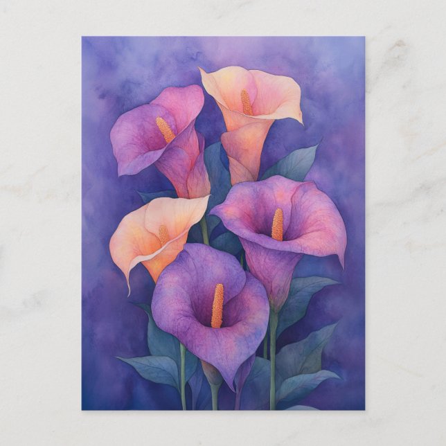 Elegant Purple Calla Lilies Postcard (Front)