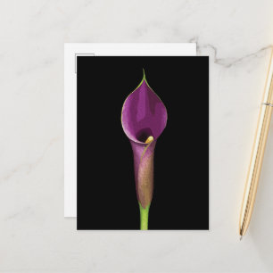 Elegant Purple Calla Lily Illustration Postcard