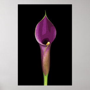 Elegant Purple Calla Lily Illustration Poster