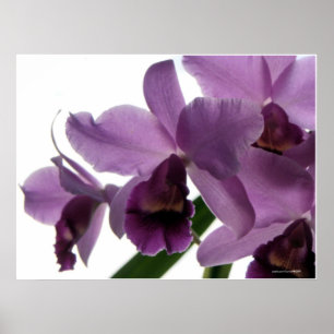 Elegant Purple Cattleya Orchids Poster