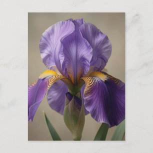 Elegant Purple Iris Flower Bloom Postcard