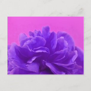 Elegant Purple Raspberry Floral Postcard