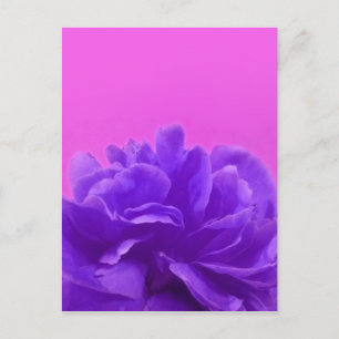 Elegant Purple Raspberry Floral Postcard