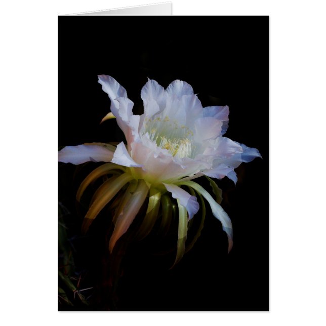 Elegant Queen of the Night Cactus Flower (Front)