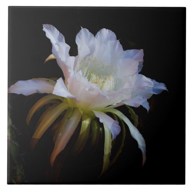 Elegant Queen-of-the Night Cactus flower Ceramic Tile (Front)
