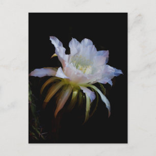 Elegant Queen of the Night Cactus Flower Postcard