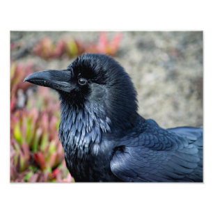 Elegant Raven photo print