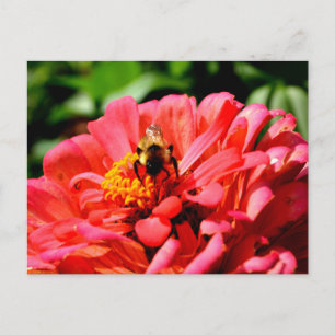 Elegant red coral floral cute bumble bee postcard