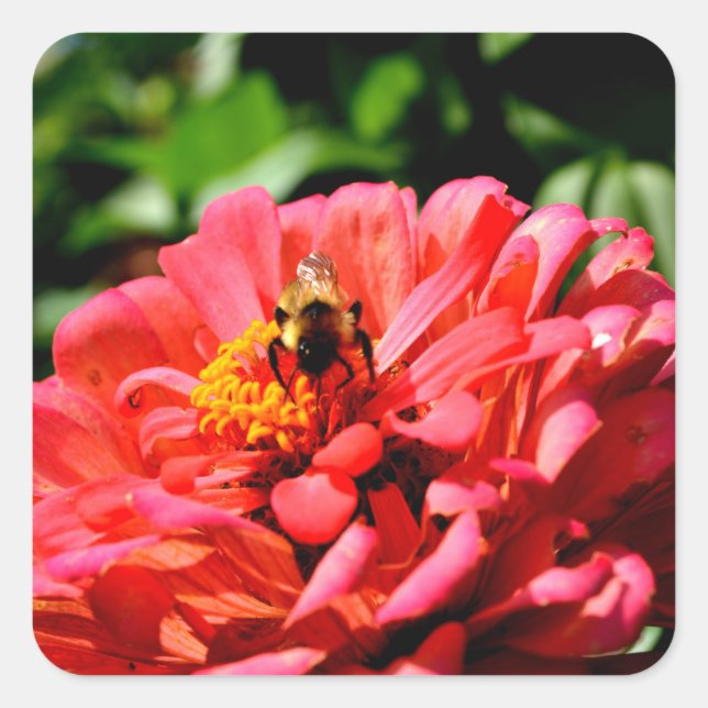 Elegant red coral floral cute bumble bee square sticker (Front)