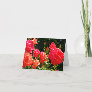 Elegant red orange coral roses rose garden card