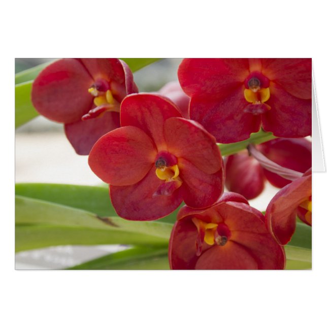 Elegant Red Orchids Photo (Front Horizontal)