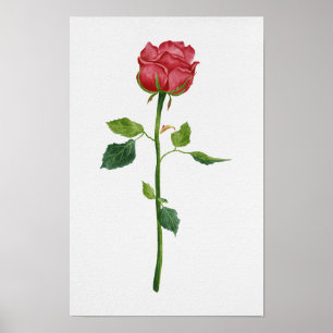 Elegant Red Rose Botanical Watercolor Poster