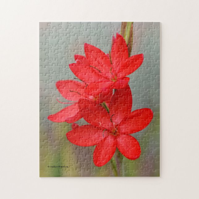 Elegant River Lily / Crimson Flag Red Flowers Jigsaw Puzzle (Vertical)
