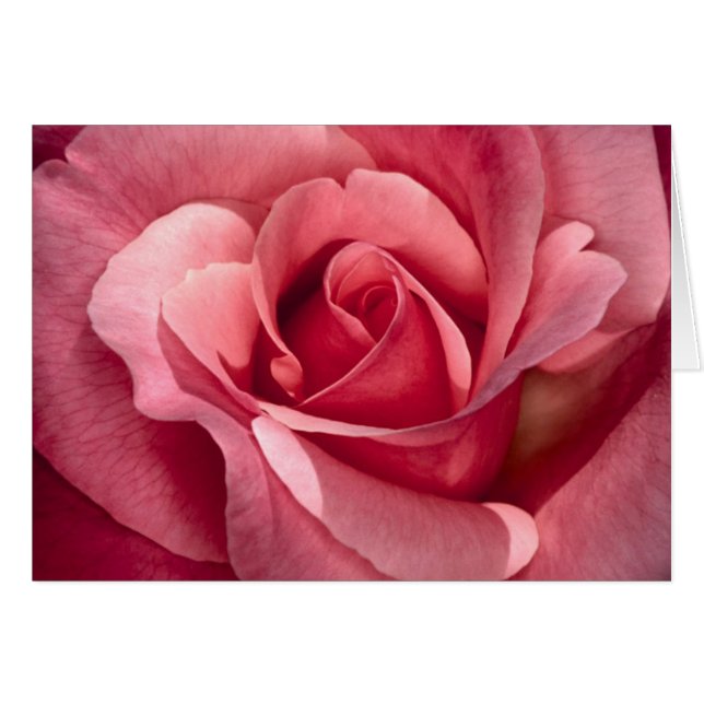elegant rose (Front Horizontal)