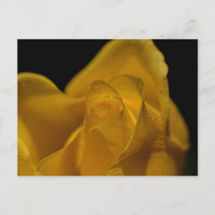 Elegant Single Yellow Rose Close Up Missing You Holiday Postcard