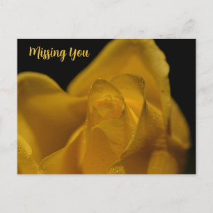 Elegant Single Yellow Rose Close Up Missing You Holiday Postcard