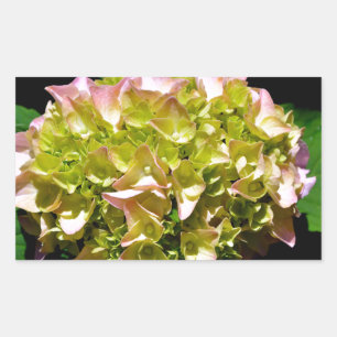 Elegant soft green pink floral hydrangeas rectangular sticker