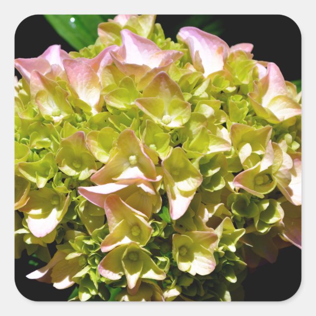 Elegant soft green pink floral hydrangeas square sticker (Front)