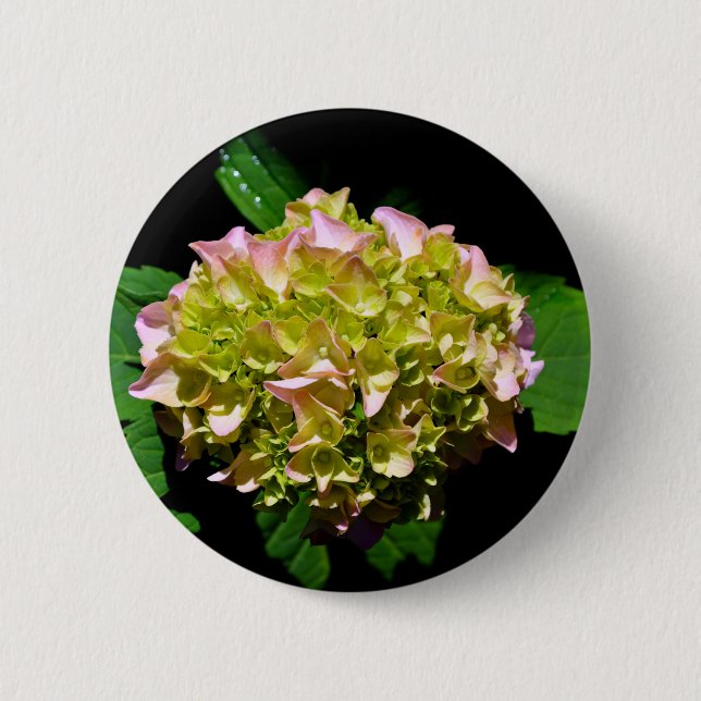 Elegant soft green pink green floral hydrangea 6 cm round badge (Front)