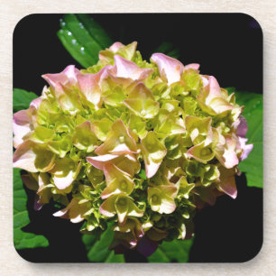 Elegant soft green pink green floral hydrangea coaster