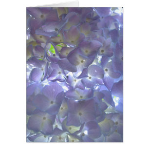 Elegant soft light purple floral purple hydrangeas