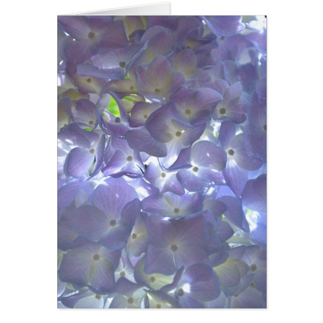 Elegant soft light purple floral purple hydrangeas (Front)