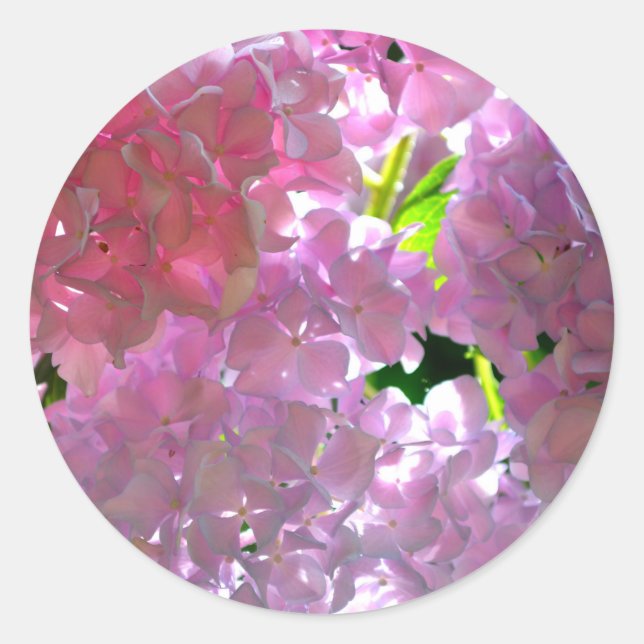 Elegant soft pink florals pink hydrangeas roses classic round sticker (Front)