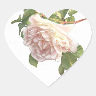 elegant soft pink white rose bud heart sticker