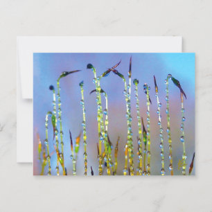 Elegant, Soothing, Dew Drop Botanical Postcard