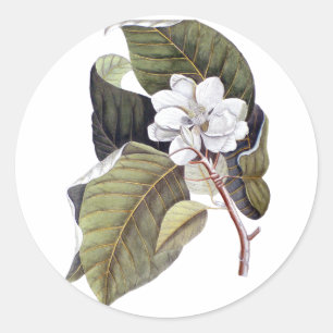 Elegant Southern White Magnolia Flower Classic Round Sticker