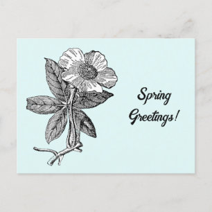 Elegant Spring Flower Botanical Illustration Postcard
