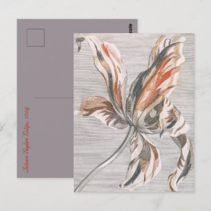 Elegant Striped Tulip Antique Flower Etching Postcard