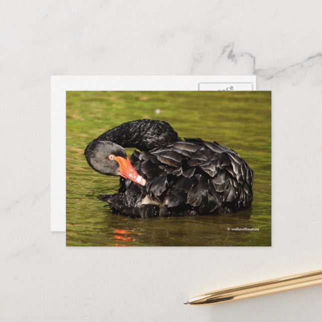 Elegant Stunning Black Swan in the Pond Postcard (Front/Back In Situ)