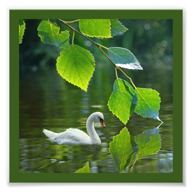 Elegant Summer Swan Photo Print (Front)