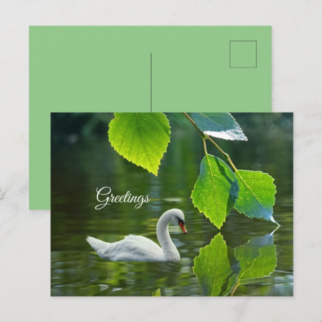 Elegant Summer Swan Postcard (Front/Back)