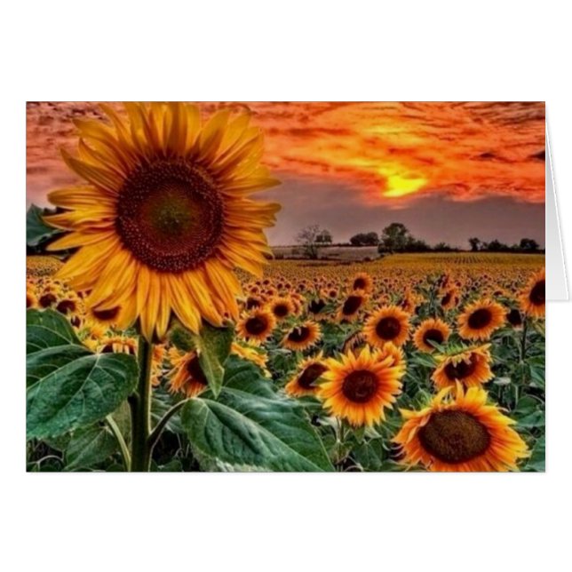 elegant Sunflower fields (Front Horizontal)