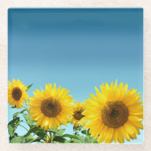 Elegant Sunflowers on Sky Blue Shades Glass Coaster
