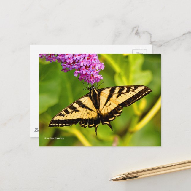 Elegant Swallowtail Butterfly on Butterfly Bush Postcard (Front/Back In Situ)