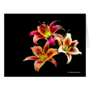 Elegant Trio of Yellow Pink Daylilies Floral