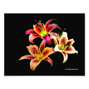 Elegant Trio of Yellow Pink Daylilies Floral Photo Print