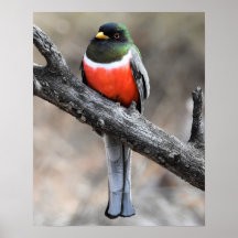 Elegant Trogon Poster