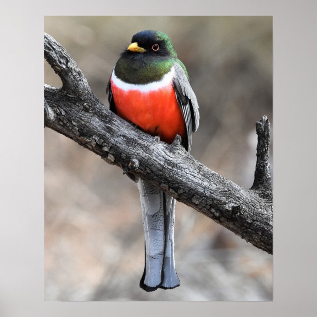 Elegant Trogon Poster (Front)