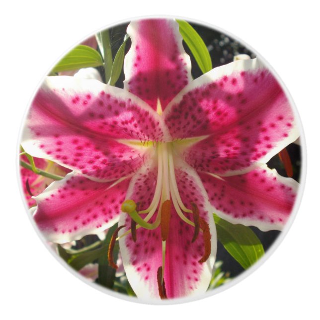 Elegant tropical pink flowers classic lily ceramic knob (Front)